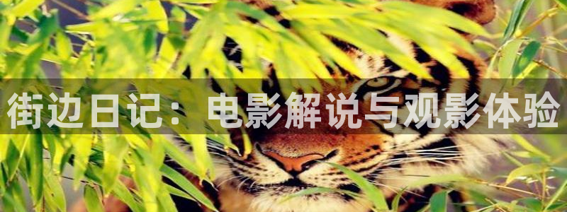 秋霞网在线观看手机版