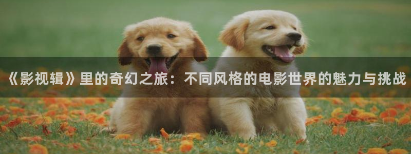 秋霞理论视频在线观看